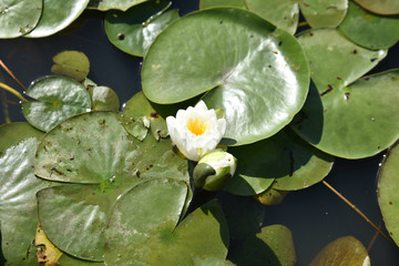 Nénuphar blanc au printemps