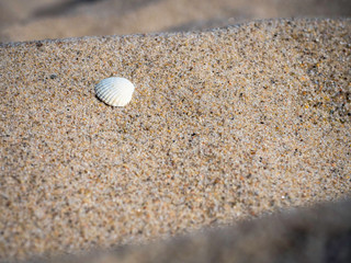 Fototapeta na wymiar Muszelka na plaży