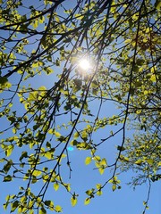 tree branches against blue sky