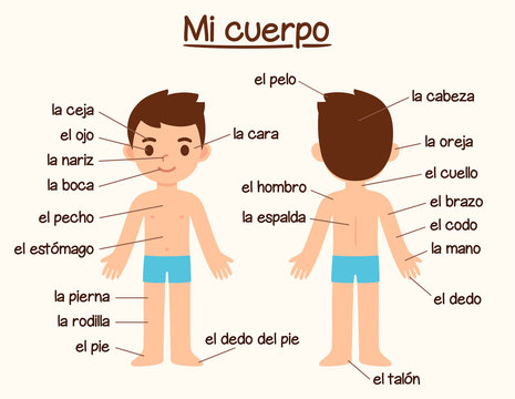 Body parts in Spanish
