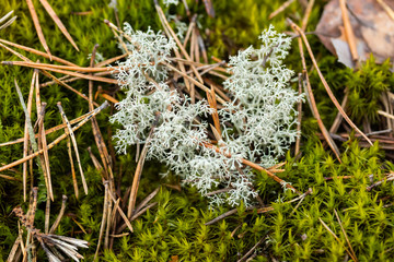 Macro photo of reindeer moss growing on the stone, Finland.
