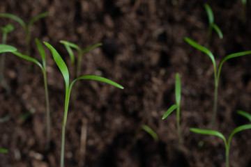 Small basil sprouts - microgreen at home close-up top view