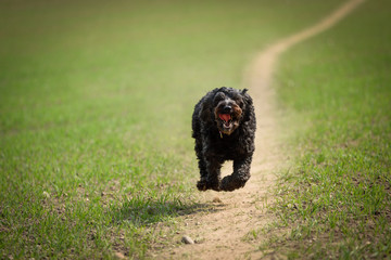 A Black Male Cockapoo dog running down dusty track in the countryside.
