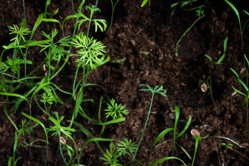 Small dill sprouts - microgreen at home close-up top view