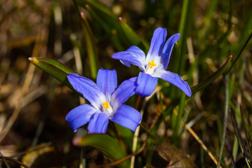 Closeup of blooming blue scilla luciliae flowers in sunny day. First spring bulbous plants....