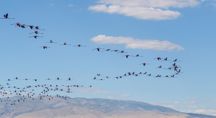 Many flamingo are flying in the v-shaped on blue sky background. Group of pink flamingos flying over Lake Eber, Turkey.