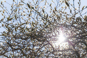 White magnolia in full bloom on a sunny spring day.