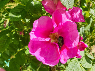 A delicate flower of wild rose. Yaroslavl. the green beetle collects nectar © Александра Распопина