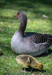 Graugans mit Küken