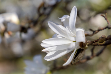 White magnolia in full bloom on a sunny spring day.