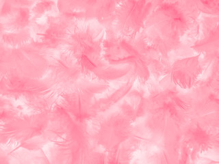 Beautiful abstract white and pink feathers on white background and soft white feather texture on...
