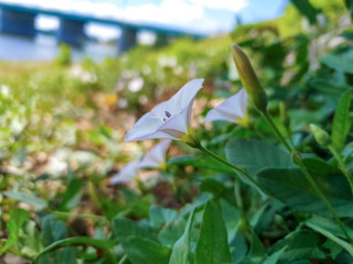 The Golden ring of Russia. Sunny summer day in Yaroslavl. Bank of the Kotorosl river. Boats on the river