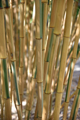 Bambou brun au jardin