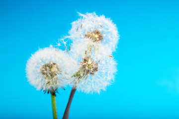 Dandelion on a blue background. Fluffy flower, plant seeds, closeup flower, nature around us.