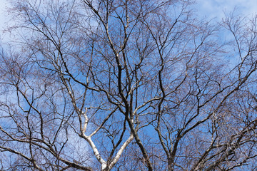 Birch bare tree against the blue sky at spring.