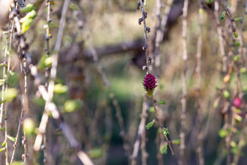 Flowering European larch or Larix decidua on a sunny spring day.