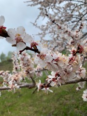 blooming cherry tree in Russia