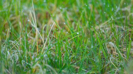 Rosa po wschodzie słońca