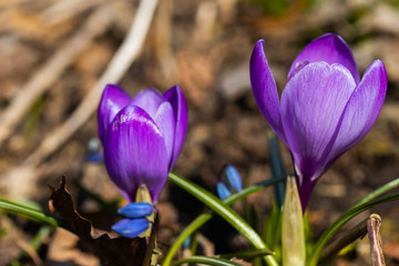Violet beautiful crocuses in early spring garden. Soft selective focus.