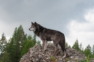 Wold overlooking its territory