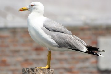Gull in Chioggia, Italy