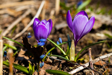 Violet beautiful crocuses in early spring garden. Soft selective focus.