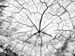 tump of oak tree felled - section of the trunk with annual rings