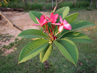 Obraz premium Red plumeria under natural light when the sun is setting