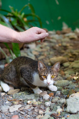 man wants to pet a shy cat on the street