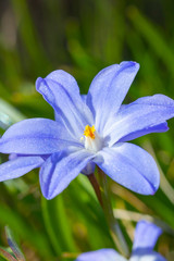 Closeup of blooming blue scilla luciliae flowers in sunny day. First spring bulbous plants. Selective focus.