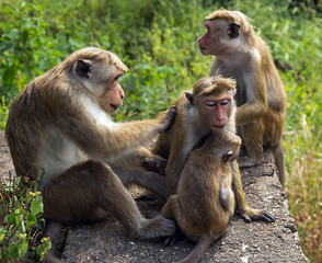 Family Toque Macaque Monkey In Sri Lanka