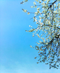 Kwitnące kwiaty na drzewie © Ami