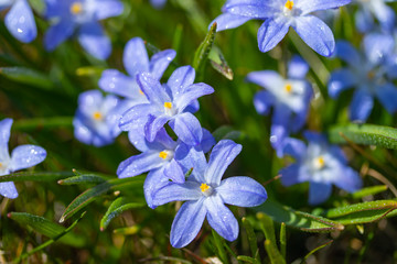 Closeup of blooming blue scilla luciliae flowers with raindrops in sunny day. First spring bulbous plants. Selective focus with bokeh effect.