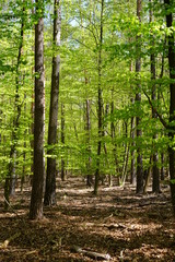 Fototapeta premium Zielony, słoneczny krajobraz leśny w Berlinie (Spandauer Forst)
