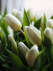 Tulips white 2