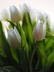 Obraz na płótnie Canvas Tulips white