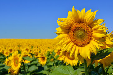 Yellow sunflowers grow in the field. Agricultural crops.