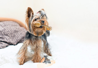 Sweet Yorkshire Terrier puppy plays and nibbles the bone in front on a white background