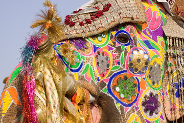 colorful elephant , festival , Jaipur, Rajasthan, India	