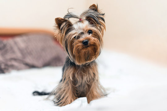 Sweet Yorkshire Terrier puppy plays and nibbles the bone in front on a white background