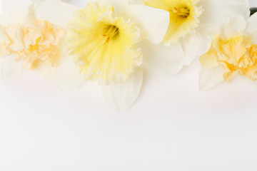 Obraz na płótnie Canvas Pretty yellow daffodils on white background isolated