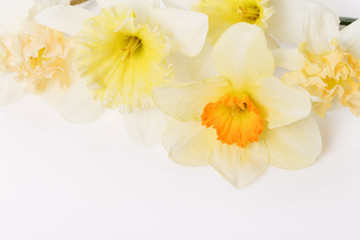 Naklejka na ściany i meble Pretty yellow daffodils on white background isolated