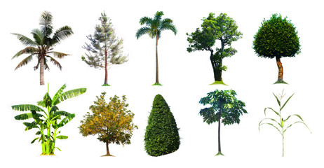 Various tree collection on a white background / Collection of trees received on a white background, beautiful trees from Thailand, suitable for use in architectural design,