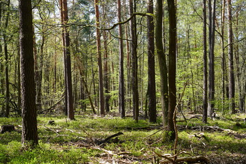 Grüne Waldlandschaft bei Sonnenschein