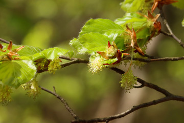 Buchenblüte