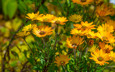 Colorful flowers in a bright lush garden in sunlight in spring