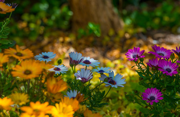 Colorful flowers in a bright lush garden in sunlight in spring