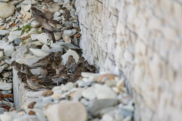 Passerine flocks and families moving in search of food, wildlife, wild and small flying animals, natural survival in modern conditions