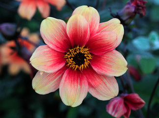 beautiful flowers in nature in the botanical garden