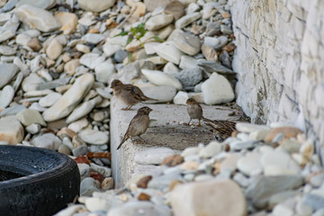 Passerine flocks and families moving in search of food, wildlife, wild and small flying animals, natural survival in modern conditions